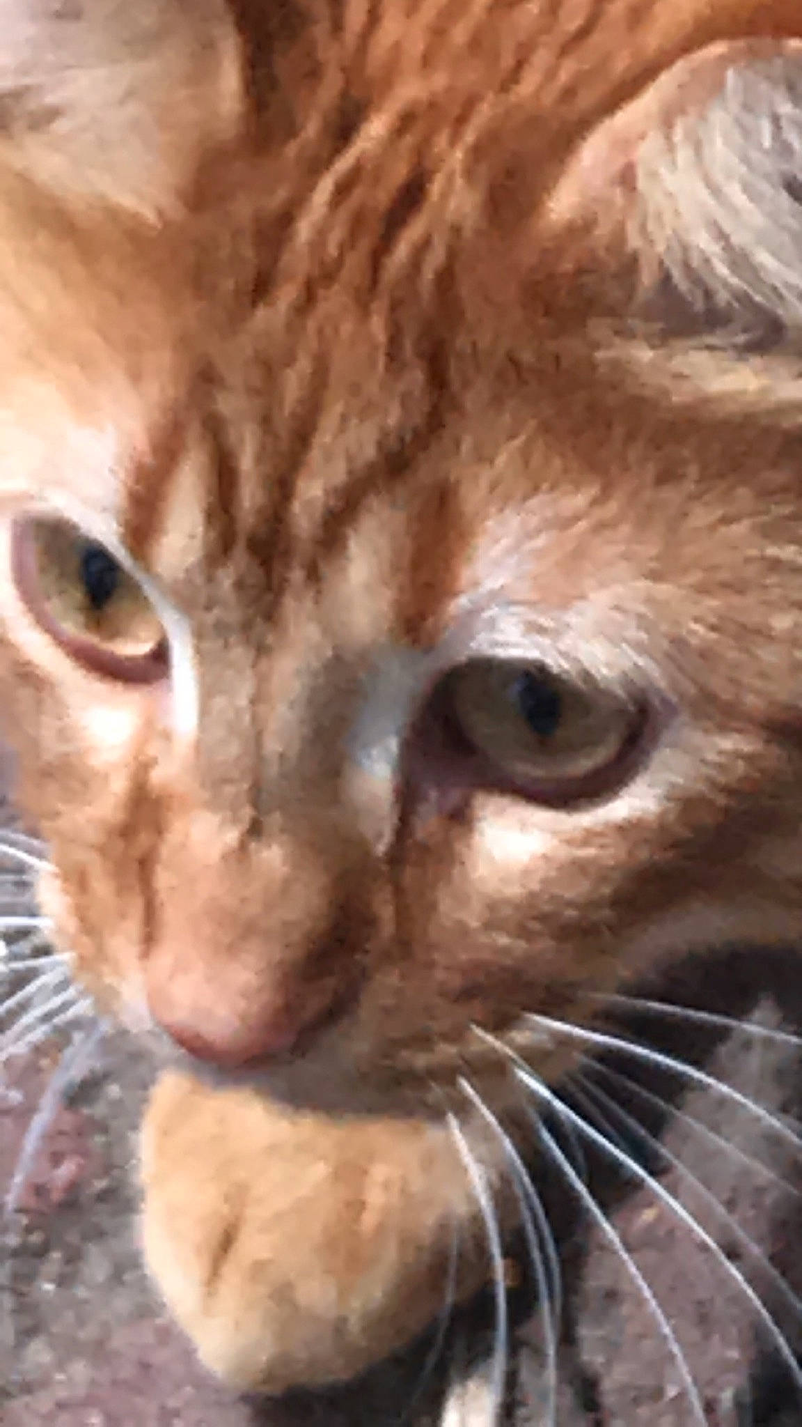 Benji joined the competition — help win amazing prizes! aegean_cat, arabian_mau, asian, australian_mist, carnivore, cat, close_up, domestic_short_haired_cat, european_shorthair, eye, felidae, german_rex, mammal, nose, singapura, small_to_medium_sized_cats, snout, tabby_cat, vertebrate, whiskers