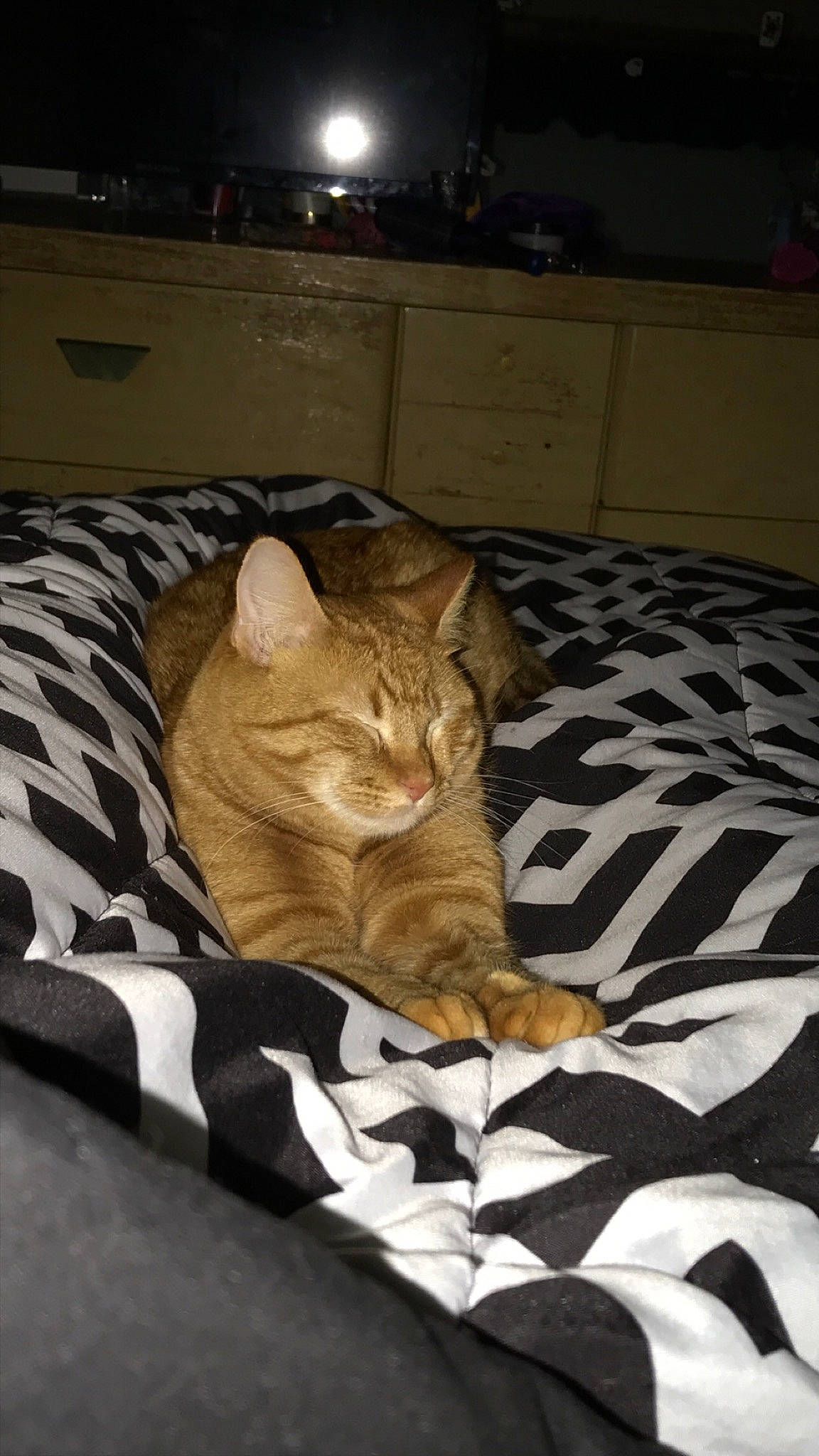 Benji joined the competition — help win amazing prizes! american_shorthair, asian, bengal, carnivore, cat, chausie, domestic_short_haired_cat, dragon_li, european_shorthair, fawn, felidae, fur, furniture, kitten, mammal, nap, ocicat, small_to_medium_sized_cats, tabby_cat, whiskers