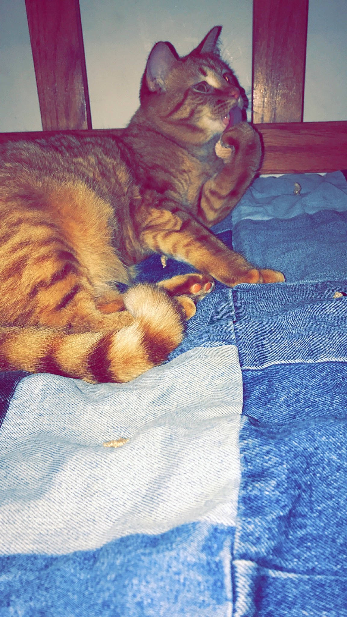 Benji joined the competition — help win amazing prizes! american_shorthair, asian, carnivore, cat, domestic_short_haired_cat, european_shorthair, felidae, fur, german_rex, kitten, nap, paw, sleep, small_to_medium_sized_cats, tabby_cat, tail, textile, whiskers