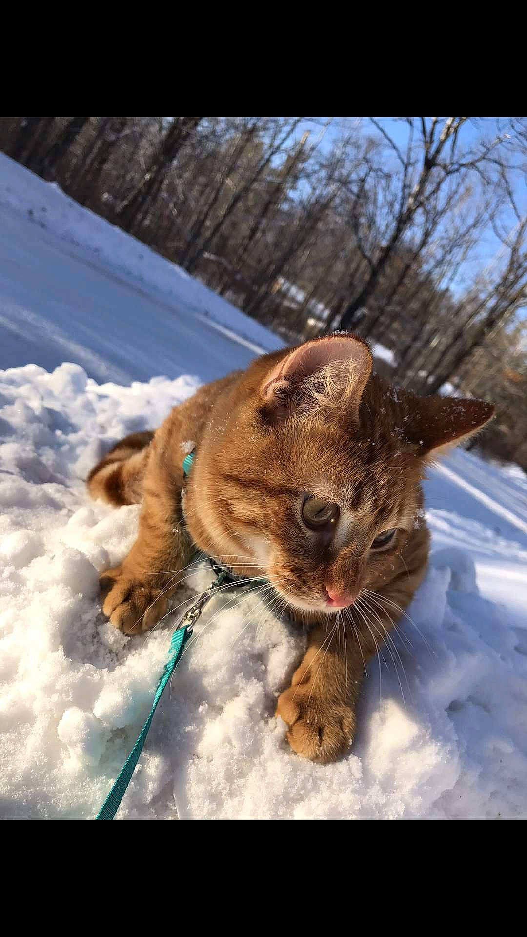 Benji is registered to the contest to win money with this photo: canidae, carnivore, cat, dog, dog_breed, fawn, felidae, fur, photography, sky, small_to_medium_sized_cats, snout, snow, sporting_group, whiskers, wildlife, winter