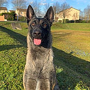 Tess participe au concours pour gagner de l'argent avec cette photo : animal, blue_sky, canine, daylight, dog, ears, field, german_shepherd, grass, happy, house, muzzle, nature, outdoor, pet, portrait, sitting, sunny, tongue, trees