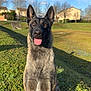 animal, blue_sky, canine, daylight, dog, ears, field, german_shepherd, grass, happy, house, muzzle, nature, outdoor, pet, portrait, sitting, sunny, tongue, trees