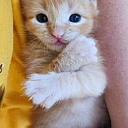 Cornbread joined the competition — help win amazing prizes! kitten, cat, orange_cat, paw, pink_paw, fur, cute, pet, animal, closeup, cuddle, hand, arm, yellow_clothing, feline, tiny, soft, indoor, young, adorable