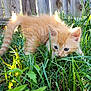 Cornbread joined the competition — help win amazing prizes! kitten, cat, orange_cat, grass, outdoor, fence, wooden_fence, greenery, sunlight, fluffy, curious, young_cat, pet, animal, nature, daylight, small, playful, blue_eyes, feline