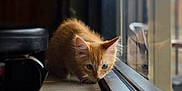 Cornbread joined the competition — help win amazing prizes! kitten, cat, orange_cat, curious, windowsill, reflection, indoor, pet, feline, young_animal, animal, close_up, whiskers, ears, nose, fur, focused, soft_light, home, quiet