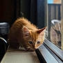 kitten, cat, orange_cat, curious, windowsill, reflection, indoor, pet, feline, young_animal, animal, close_up, whiskers, ears, nose, fur, focused, soft_light, home, quiet
