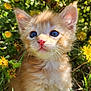 Cornbread is registered to the contest to win money with this photo: kitten, cat, orange_cat, blue_eyes, fluffy, whiskers, flowers, yellow_flowers, greenery, outdoor, nature, close_up, cute, pet, young_animal, sunlight, grass, curious, small_animal, adorable