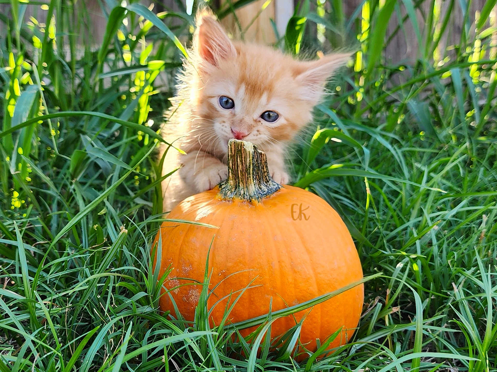 Cornbread is registered to the contest to win money with this photo: kitten, cat, orange_cat, pumpkin, grass, outdoor, nature, sunlight, greenery, autumn, cute, pet, animal, young, feline, playful, closeup, background_blur, stem, fall