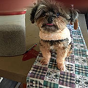Gizmo is registered to the contest to win money with this photo: dog, small_dog, fluffy, tongue_out, table, food_container, pen, table_runner, patterned_fabric, indoor, home, floor, wood_floor, pet, animal, cute, companion, domestic, furry, two_dogs