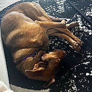 Reesecup joined the competition — help win amazing prizes! dog, brown_dog, sleeping, lying_down, relaxed, curled_up, pet, animal, collar, purple_collar, short_hair, indoors, living_room, rug, patterned_rug, sunlight, shadow, furniture, home, cozy