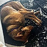 dog, brown_dog, sleeping, lying_down, relaxed, curled_up, pet, animal, collar, purple_collar, short_hair, indoors, living_room, rug, patterned_rug, sunlight, shadow, furniture, home, cozy