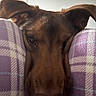 Reesecup joined the competition — help win amazing prizes! dog, puppy, brown_dog, floppy_ears, close_up, pet, animal, sleepy, cozy, blanket, purple_blanket, snout, nose, eyes, portrait, indoors, cuddling, cute, soft_fur, relaxed