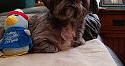 Gizmo joined the competition — help win amazing prizes! blanket, brown_dog, couch, cozy, decor, dog, furniture, home_interior, indoor, lamp, living_room, pet, picture_frame, plush_toy, relaxing, soft, stuffed_animal, toy, window_blinds, wooden_furniture