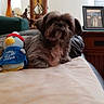 blanket, brown_dog, couch, cozy, decor, dog, furniture, home_interior, indoor, lamp, living_room, pet, picture_frame, plush_toy, relaxing, soft, stuffed_animal, toy, window_blinds, wooden_furniture