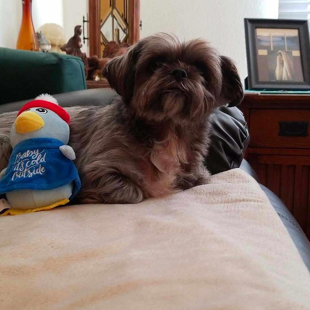 Gizmo