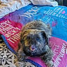 Gizmo is registered to the contest to win money with this photo: animal, bed, blanket, collar, colorful, cozy, cute, dog, fabric, fur, furniture, indoor, lying_down, paw, person, pet, small_dog, smiling_dog, text, white_shirt