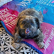 Gizmo joined the competition — help win amazing prizes! animal, bed, blanket, colorful, companion, cozy, cute, dog, fluffy, friendly, fur, happy, indoor, lying_down, pet, playful, resting, smiling, text, tongue_out