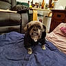 Gizmo joined the competition — help win amazing prizes! blanket, brown_dog, carpet, casual, couch, cozy, curious, decor, dog, furniture, hoodie, indoor, lamp, living_room, pet, pillow, relaxed, small_dog, table, wooden_furniture