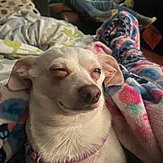 Cloud is registered to the contest to win money with this photo: dog, white_dog, winking, collar, blanket, patterned_blanket, indoor, living_room, person, blurred_background, couch, relaxing, cozy, pet, smiling_dog, fur, closeup, comfort, home, resting