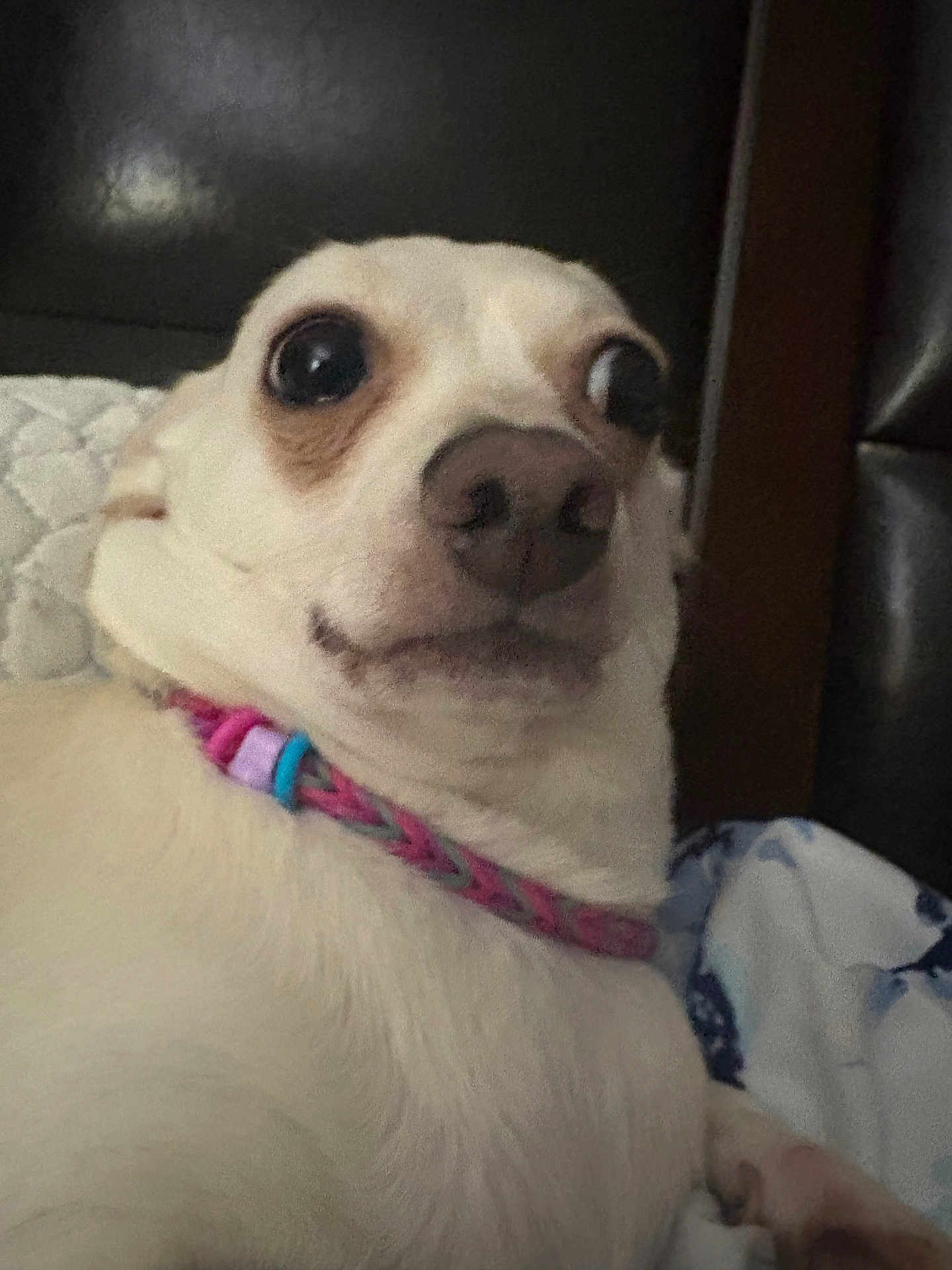 Cloud joined the competition — help win amazing prizes! dog, close_up, pet, collar, bed, quilted_pillow, blanket, small_dog, fur, animal, cute, wide_eyes, indoor, resting, portrait, canine, expression, pink_collar, white_fur, comfort
