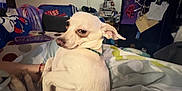 Cloud is registered to the contest to win money with this photo: dog, white_dog, pet, bed, blanket, indoor, living_room, furniture, refrigerator, papers, shelf, clutter, side_eye, small_dog, cozy, relaxed, domestic, household, canine, resting