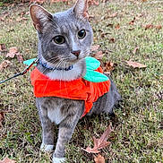 Valentin joined the competition — help win amazing prizes! autumn, backyard, bushes, cat, collar, costume, cute, ears, fall_leaves, grass, gray_cat, large_eyes, leash, pet, portrait, pumpkin_costume, sitting, tabby, whiskers, white_paws