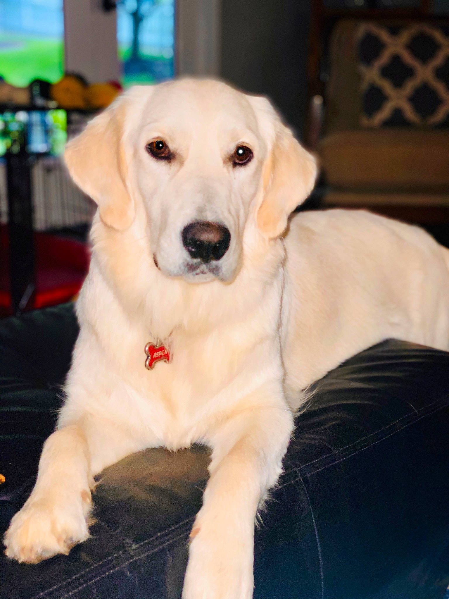 Aspen is registered to the contest to win money with this photo: akbash_dog, beagador, canidae, carnivore, companion_dog, dog, dog_breed, fawn, flat_coated_retriever, golden_retriever, labrador_retriever, mammal, puppy, rare_breed_dog, retriever, snout, sporting_group, vertebrate