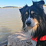 animal, black_fur, brown_fur, calm, canine, daytime, dog, fur, lake, landscape, life_jacket, nature, outdoor, pet, portrait, rock, sky, sunlight, water, white_fur