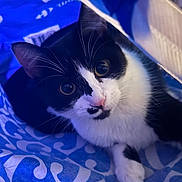 Rumy a rejoint le concours — aidez-le/la à gagner de superbes lots ! cat, black_and_white, pet, animal, feline, curious, close_up, whiskers, indoor, soft_lighting, patterned_fabric, blue_color, cute, playful, looking_up, fur, paw, nose, ears, domestic_cat