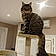 Pollux