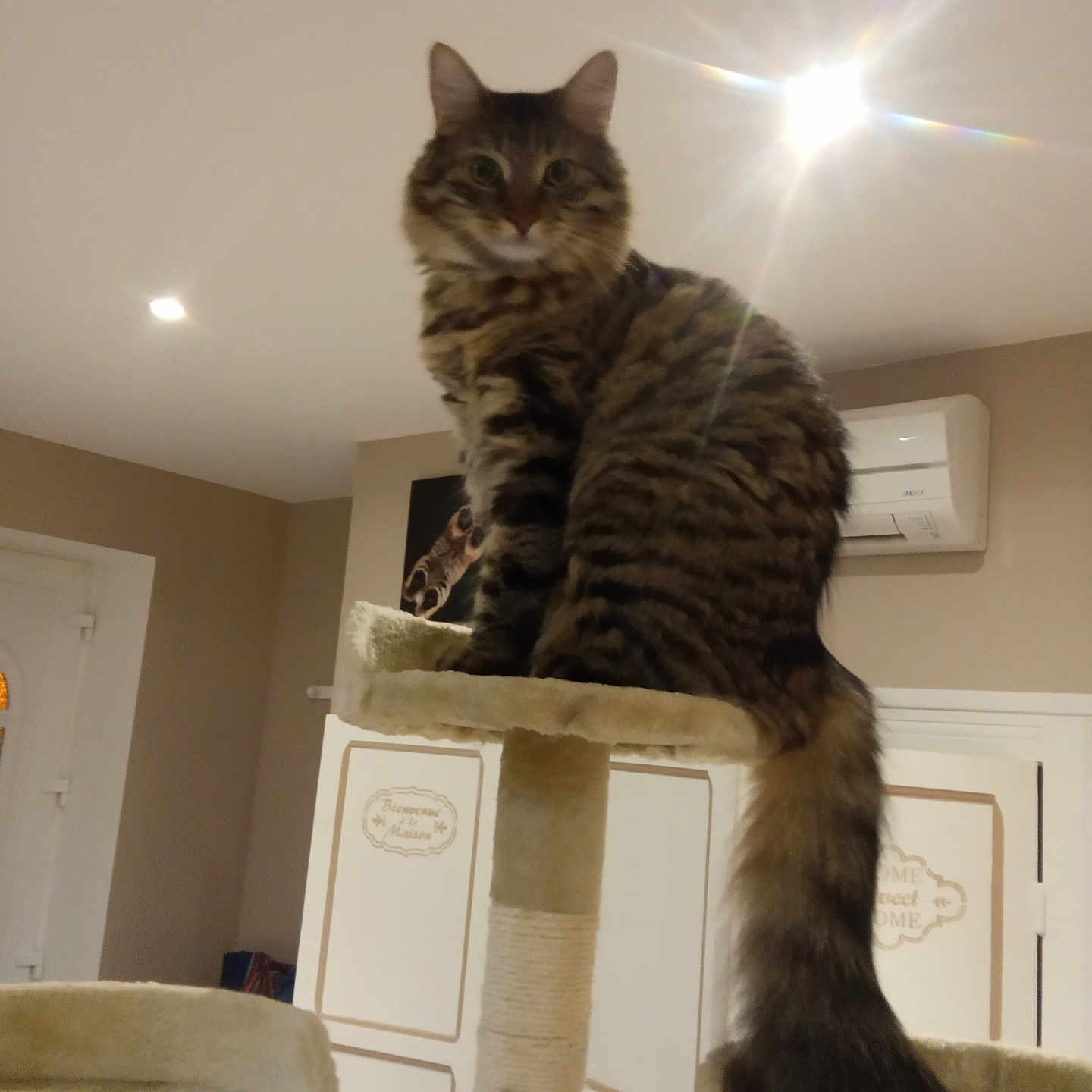 Pollux a rejoint le concours — aidez-le/la à gagner de superbes lots ! air_conditioner, animal, beige, brown, cat, cat_tree, cozy, domestic_cat, feline, fluffy_tail, furniture, home, indoor, long_tail, perched, pet, striped, tabby_cat, wall_art, warm_lighting