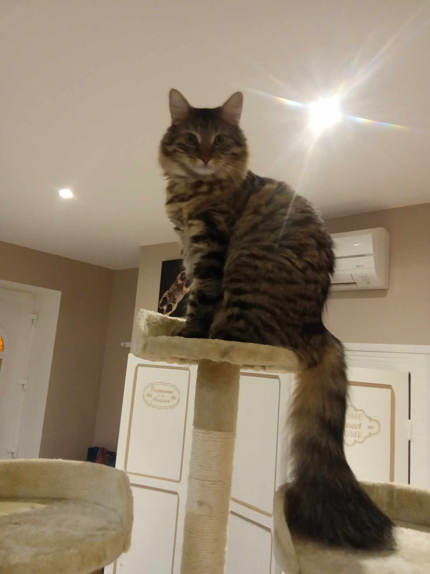 Pollux a rejoint le concours — aidez-le/la à gagner de superbes lots ! cat, tabby_cat, cat_tree, indoor, pet, feline, fluffy_tail, perched, furniture, air_conditioner, wall_art, warm_lighting, beige, brown, striped, home, cozy, animal, domestic_cat, long_tail