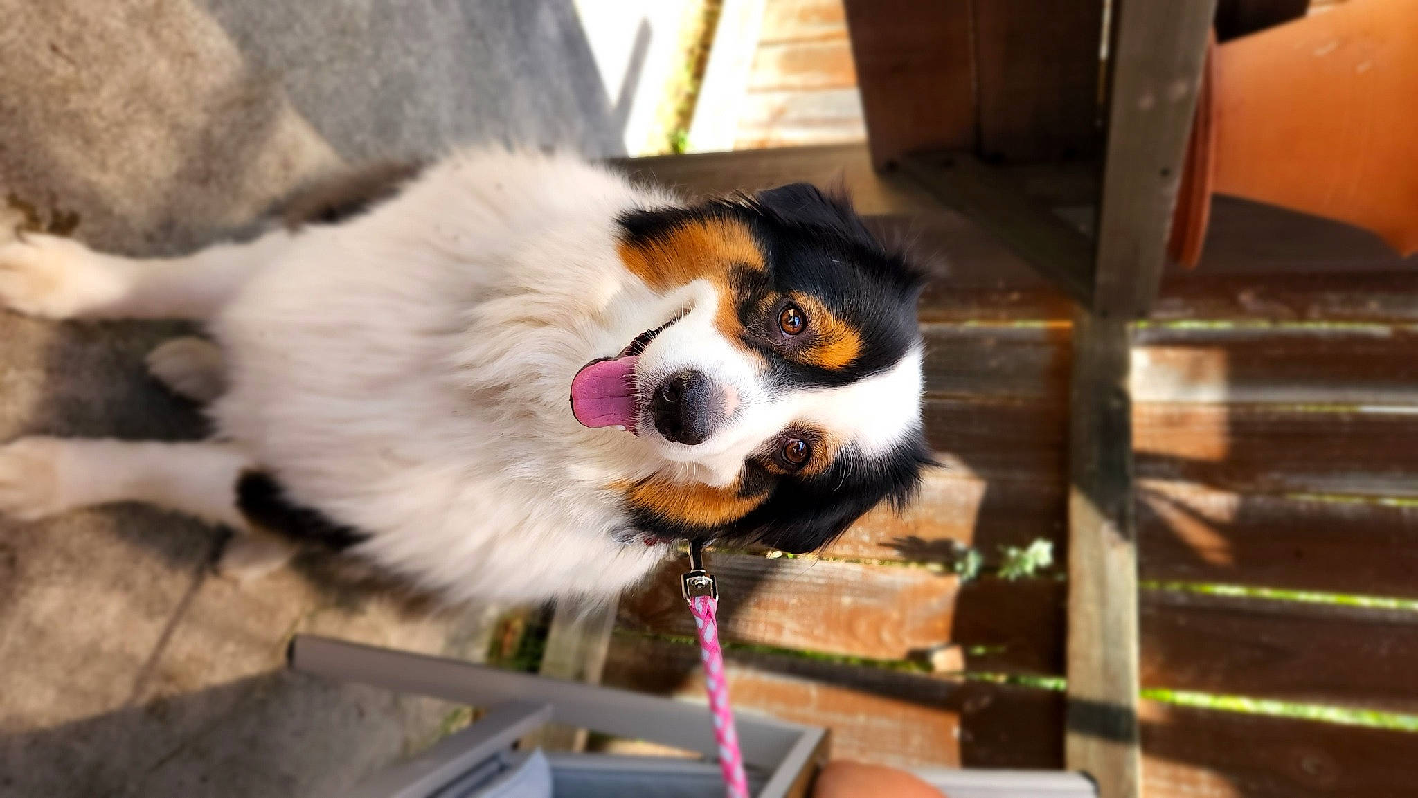 Bella Rose joined the competition — help win amazing prizes! carnivore, cavalier_king_charles_spaniel, companion_dog, dog, dog_breed, fur, herding_dog, sporting_group, terrestrial_animal, whiskers, working_dog