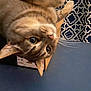 cat, tabby, upside_down, cardboard_box, whiskers, curious, indoor, patterned_background, blue_surface, pet, feline, close_up, ears, eyes, fur, playful, domestic_animal, looking, resting, cute