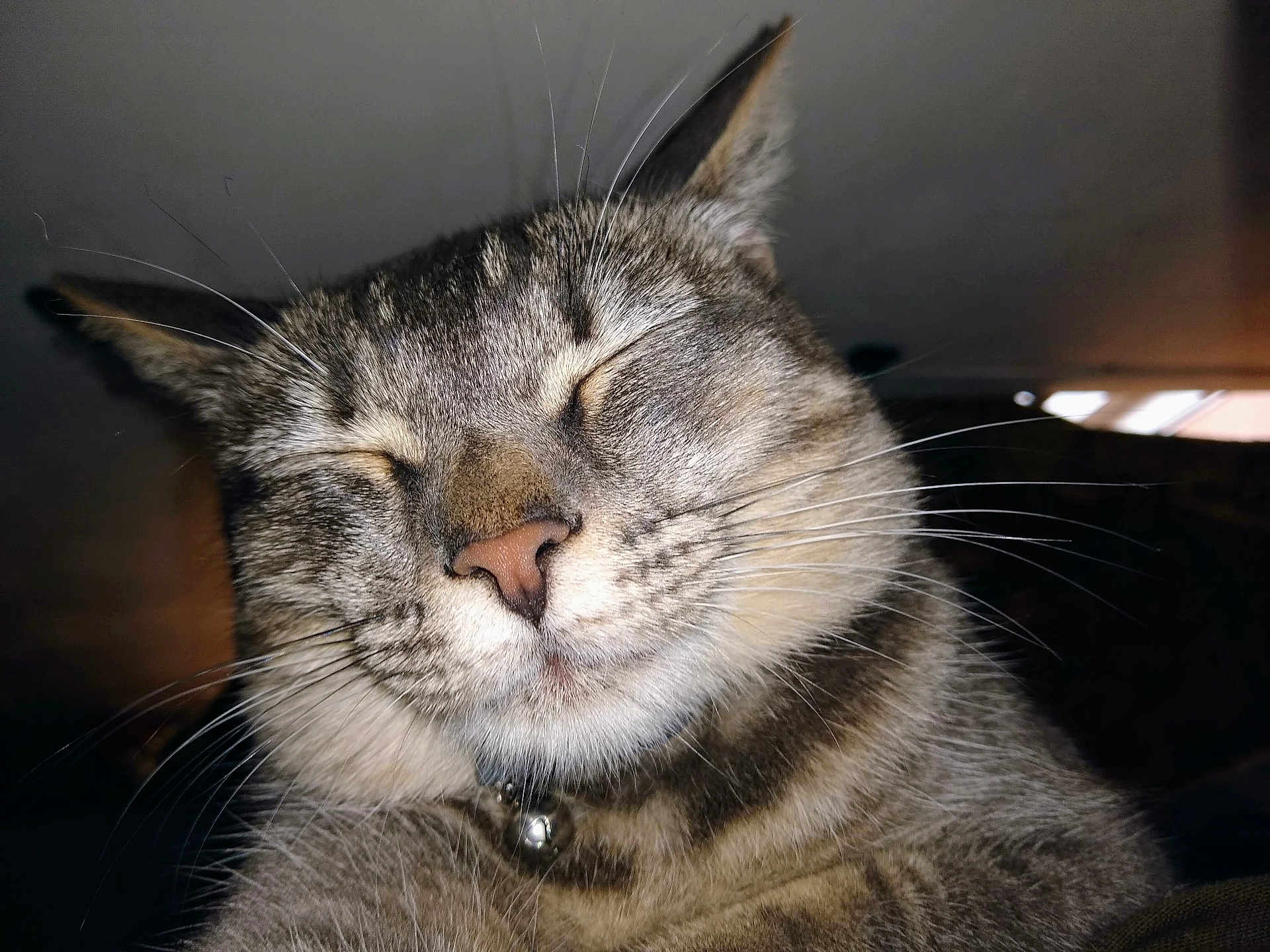 Little Little joined the competition — help win amazing prizes! cat, tabby, close_up, whiskers, collar, bell, sleeping, face, pet, animal, feline, cute, domestic_animal, fur, nose, ears, indoor, relaxed, happy, portrait