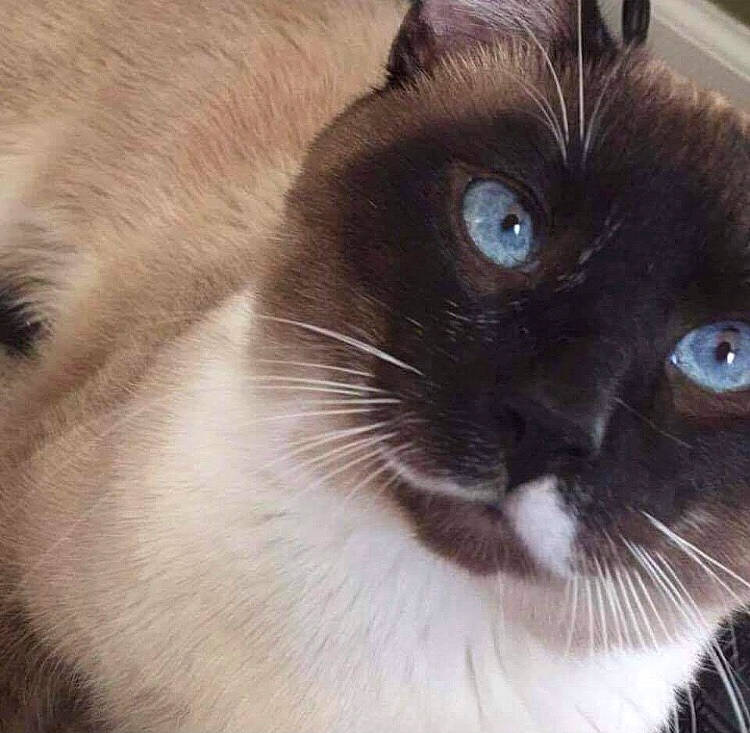 Sterling is registered to the contest to win money with this photo: balinese, birman, carnivore, cat, close_up, comfort, eye, fawn, felidae, fur, head, human_body, iris, siamese, small_to_medium_sized_cats, snout, tail, terrestrial_animal, thai, whiskers