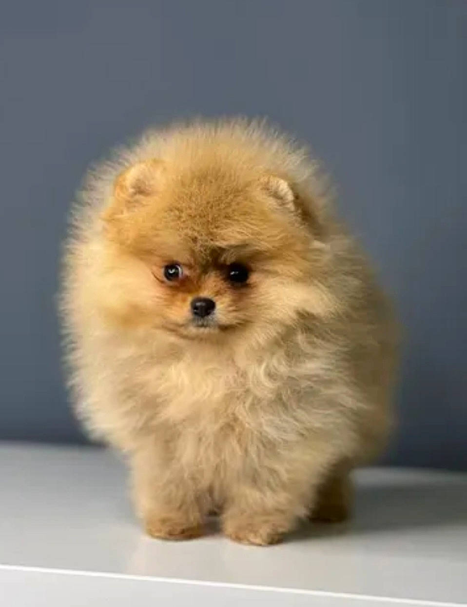 Gucci participe au concours pour gagner de l'argent avec cette photo : ancient_dog_breeds, canidae, carnivore, companion_dog, dog, dog_breed, ear, fawn, fur, german_spitz, german_spitz_klein, non_sporting_group, plant, puppy, snout, sporting_group, terrestrial_animal, toy_dog, whiskers, working_animal