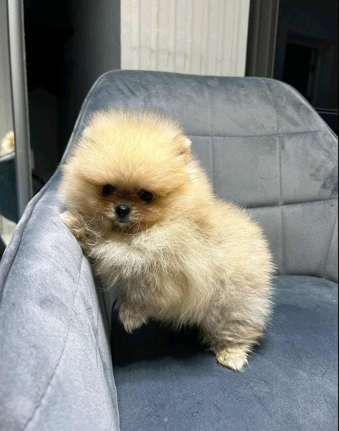 Versace a rejoint le concours — aidez-le/la à gagner de superbes lots ! ancient_dog_breeds, canidae, carnivore, companion_dog, dog, dog_breed, eye, fawn, fur, german_spitz, german_spitz_klein, gibbon, langur, non_sporting_group, primate, snout, terrestrial_animal, toy_dog, wildlife, working_animal