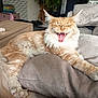 Ozzy participe au concours pour gagner de l'argent avec cette photo : animal, cat, couch, cozy, cushion, domestic, feline, fluffy, furniture, home, indoor, living_room, long_hair, orange, paw, pet, relaxed, tail, white, yawning
