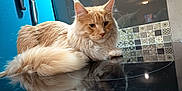 Ozzy participe au concours pour gagner de l'argent avec cette photo : animal, blue_wall, cat, closeup, countertop, domestic_cat, feline, fluffy_cat, fur, household, indoor, kitchen, knives, orange_cat, pet, reflection, relaxing, stovetop, tiles, whiskers