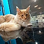 animal, blue_wall, cat, closeup, countertop, domestic_cat, feline, fluffy_cat, fur, household, indoor, kitchen, knives, orange_cat, pet, reflection, relaxing, stovetop, tiles, whiskers