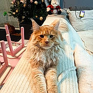 Ozzy a rejoint le concours — aidez-le/la à gagner de superbes lots ! cat, orange_cat, fluffy_cat, christmas_tree, ornaments, plush_toy, santa_claus, couch, blanket, indoors, holiday_decor, furniture, cozy, pet, relaxed, living_room, decorations, toy, home, animal