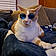 Hemi