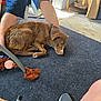 animal, brown_dog, carpet, casual, cat_scratch_post, dog, floor, furniture_leg, home, indoor, legs, light, person, relaxed, resting, shadow, shorts, sneakers, storage_container, toy