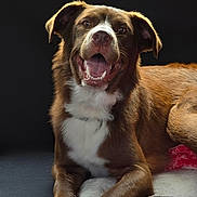 Levi joined the competition — help win amazing prizes! animal, blanket, brown_dog, canine, closeup, collar, cute, dog, ears, fur, happy, indoor, lying_down, paw, pet, portrait, relaxed, smiling_dog, studio_lighting, white_fur