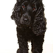 Rocky participe au concours pour gagner de l'argent avec cette photo : dog, black_dog, curly_fur, pet, canine, portrait, studio, white_background, fur, animal, cute, friendly, looking_at_camera, standing, close_up, mammal, companion, domestic_animal, fluffy, adorable