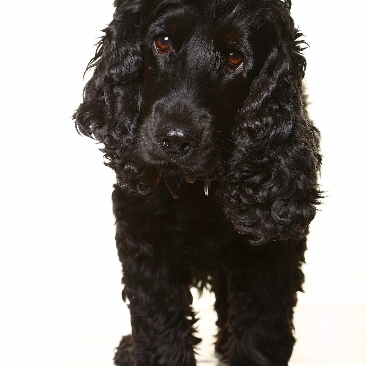 Rocky participe au concours pour gagner de l'argent avec cette photo : adorable, animal, black_dog, canine, close_up, companion, curly_fur, cute, dog, domestic_animal, fluffy, friendly, fur, looking_at_camera, mammal, pet, portrait, standing, studio, white_background