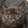 Chairman Meow is registered to the contest to win money with this photo: animal, black_cat, blue_eyes, cat, close_up, curious, cute, domestic_cat, face, feline, fur, indoor, kitten, looking, mammal, pet, portrait, small, whiskers, young