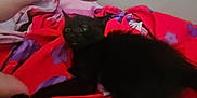 Chairman Meow is registered to the contest to win money with this photo: animal, bed, black_kitten, blanket, cat, curious, cute, feline, fingers, hand, indoor, nail_polish, pet, playful, purple_flower_pattern, red_blanket, resting, small, soft_fabric, young_cat