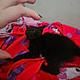 animal, bed, black_kitten, blanket, cat, curious, cute, feline, fingers, hand, indoor, nail_polish, pet, playful, purple_flower_pattern, red_blanket, resting, small, soft_fabric, young_cat